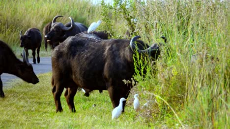 close-up shot of a herd of buffalo eating the tall grass with cattle egret besides