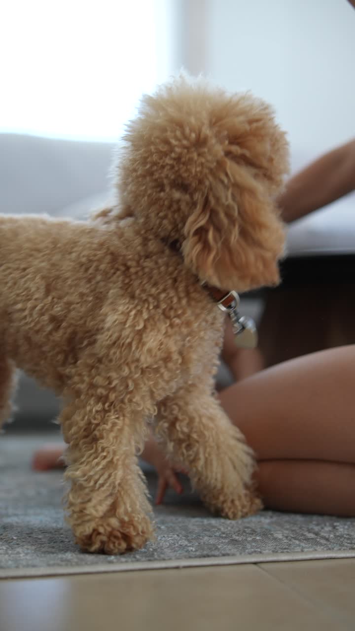 bebé arrastrándose con un perro