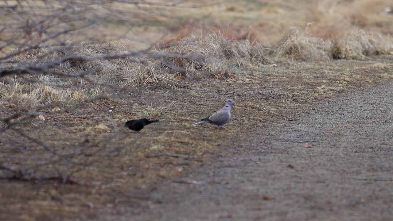 고리 목 비둘기와 붉은 날개 검은 새가 함께 먹이를 찾습니다.