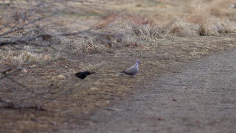 A-ring-necked-dove-and-a-red-winged-blackbird-forage-together