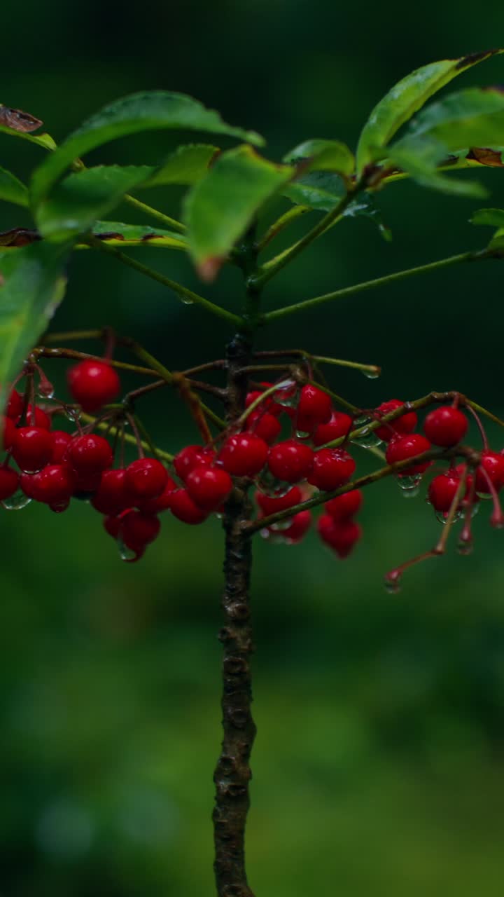Bacche rosse su un cespuglio nel bosco
