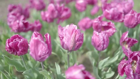 seasonal scenery, collection of pink flowers, green stems, gentle motion