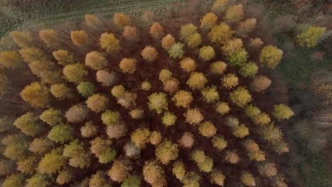 Aerial footage over colorful crowns, magic color of autumn in the forest