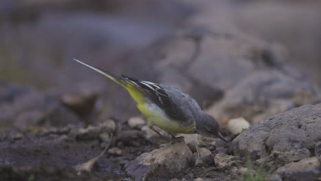 grey wagtail bird searching for insects around water on a early morning