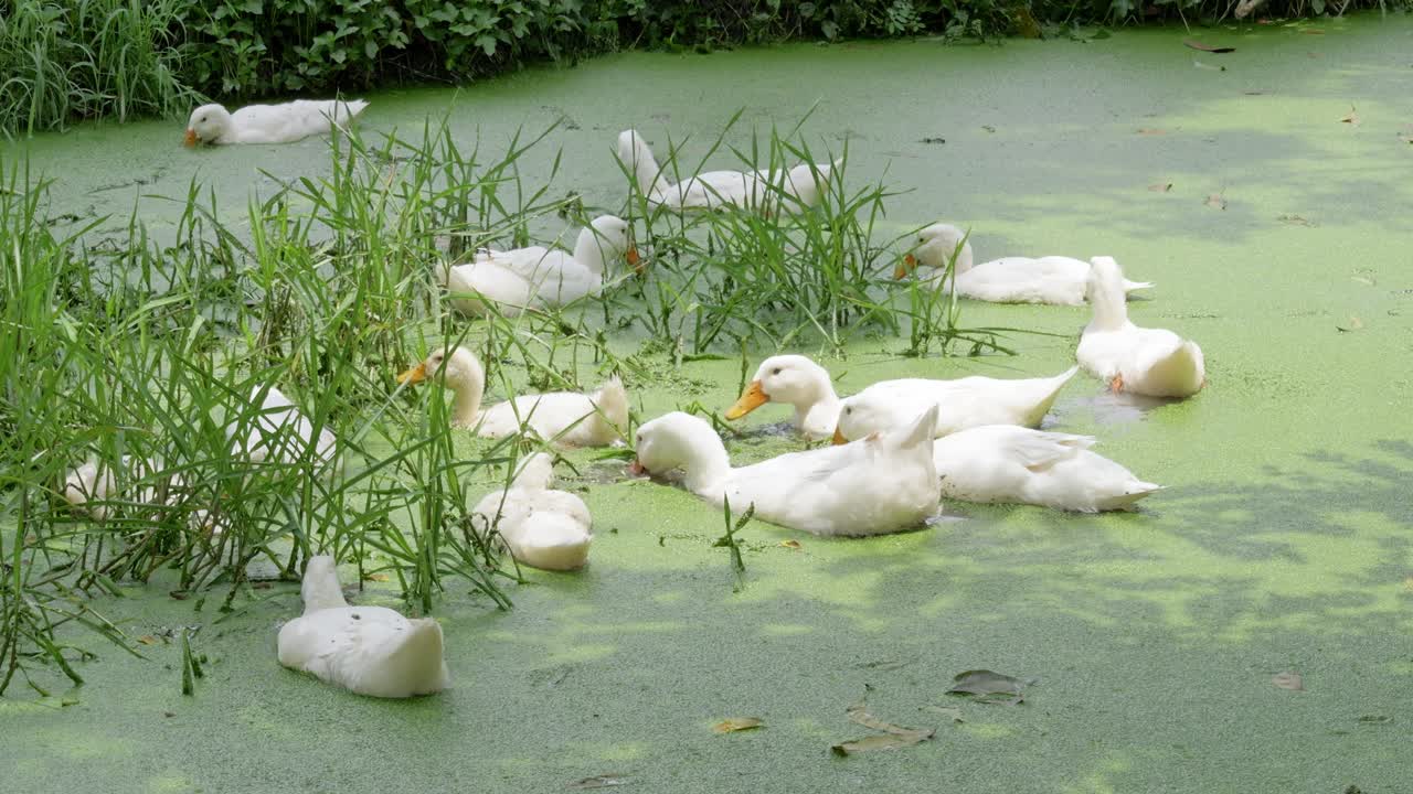 Ducks swimming a green pond nature scene tranquil environment close-up view wildlife