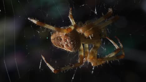 macro close up of an ordinary common brown spider protecting the garden from unwanted pest, slow motion