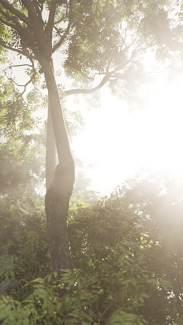 sunlight shining through a forest with mist