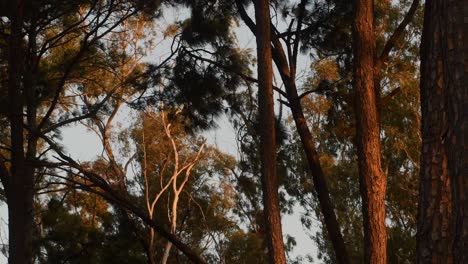 Low-Angle-Aufnahme-Der-Bäume,-Die-In-Der-Abenddämmerung-In-Einem-Wald-Vom-Wind-Bewegt-Werden