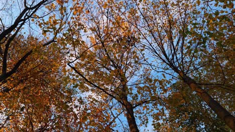 vista de los árboles de otoño de abajo hacia arriba