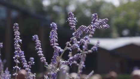 flores púrpuras bañándose en el sol