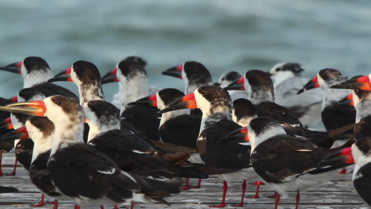 aves vida silvestre mexico
