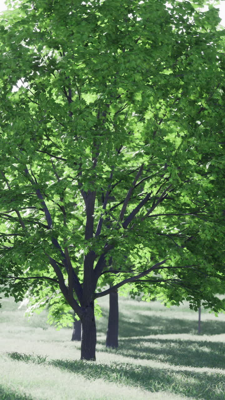 Bright tree scene sundrenched greenery with peaceful surroundings