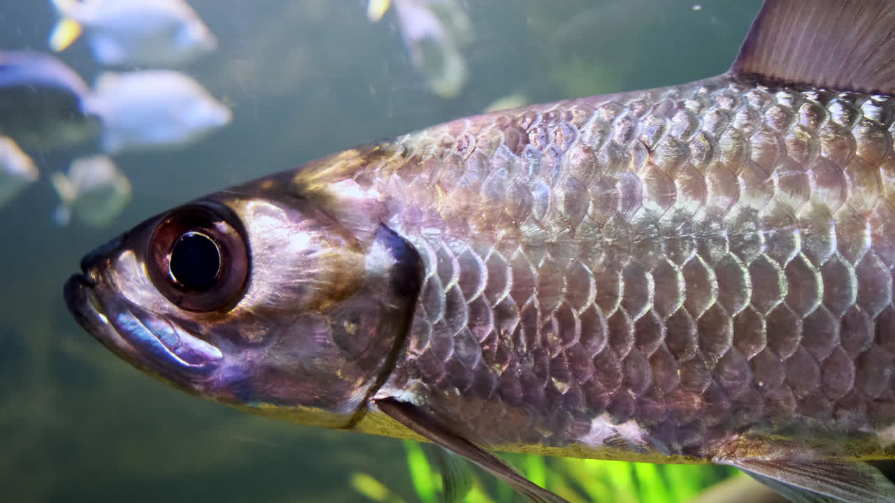 Closeup of fish swimming by the aquarium glass