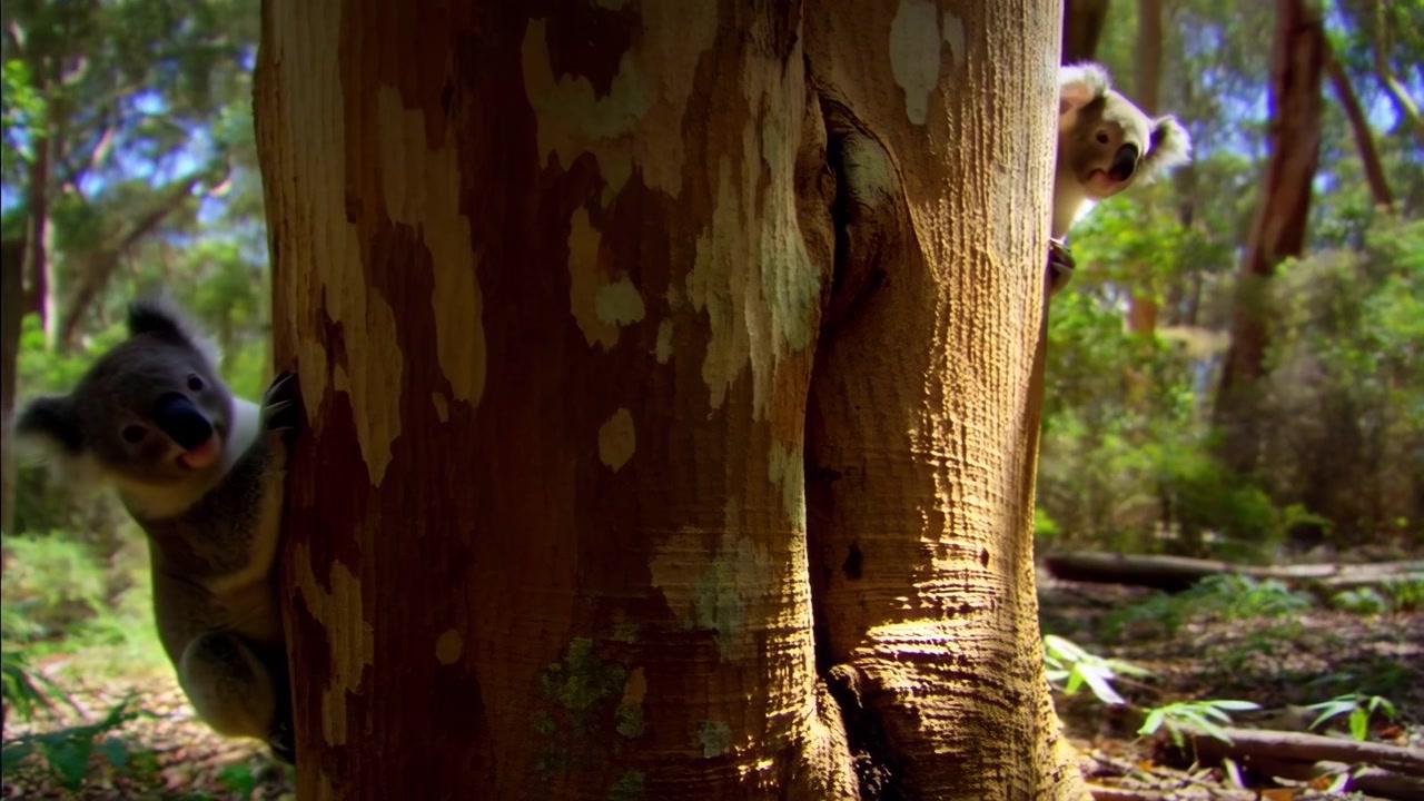 Due koala si aggrappano ai lati opposti di un grande tronco di eucalipto nella luminosa luce del bosco, sbirciando dai bordi della corteccia con zampe visibili, pelliccia morbida, sfondo frondoso e un delicato movimento naturale