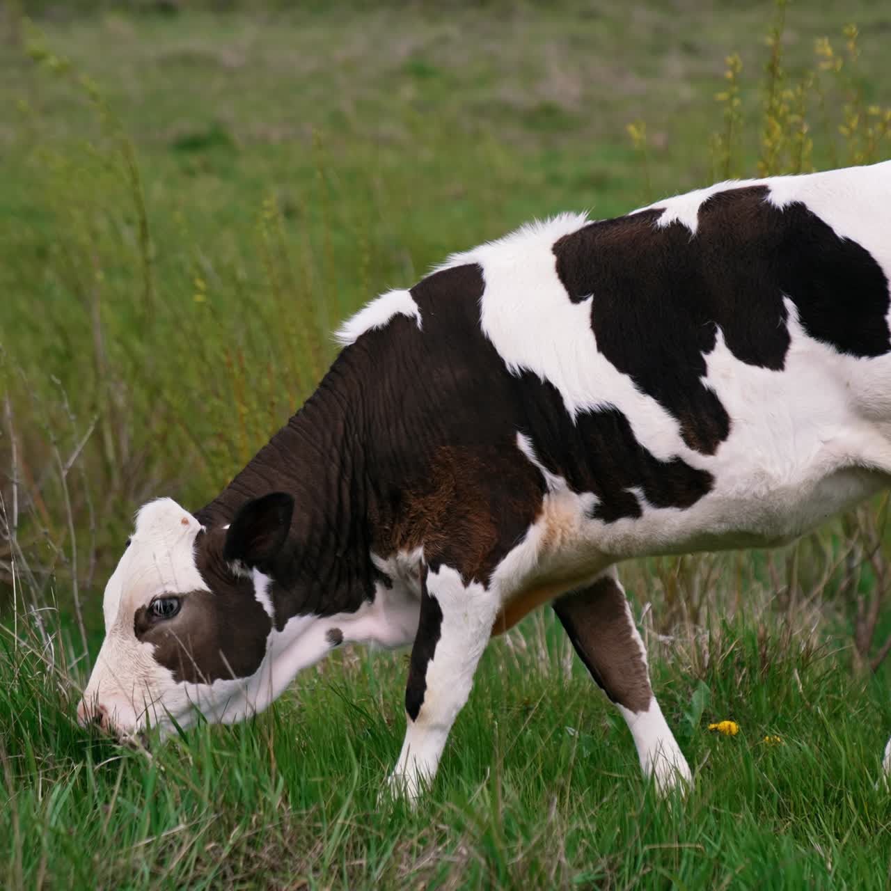 Cattle. Cow grazing on a pasture