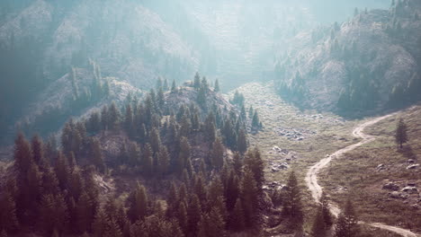 winding road in the mountains with pine forest