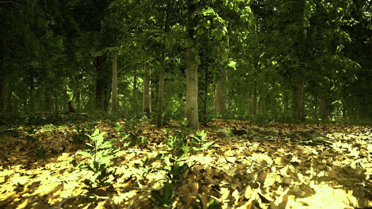 Sunlight filters through trees illuminating a forest floor covered in leaves