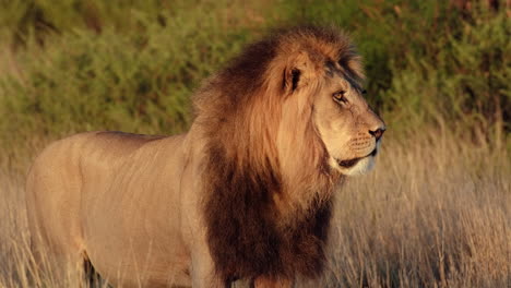 male lion looking afar standing in the african savannah