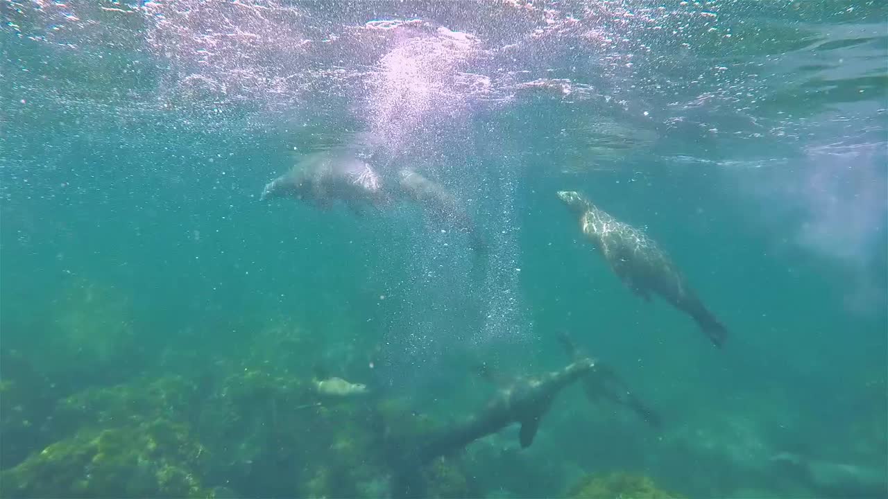 바하 캘리포니아 바다 사자 수중 산 페드로 마티르 연주 및 수영