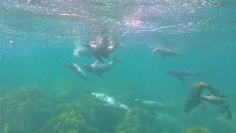 Leones-Marinos-De-Baja-California-Bajo-El-Agua-San-Pedro-Martir-Jugando-Y-Nadando