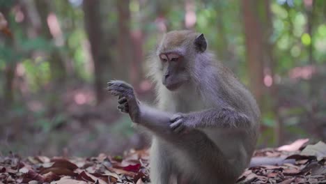macaque de cola larga o mono macaque comedor de cangrejos se sienta en el suelo rascándose la mano y la pierna en el bosque tropical, bosque tropical nacional gunung lambak, malasia