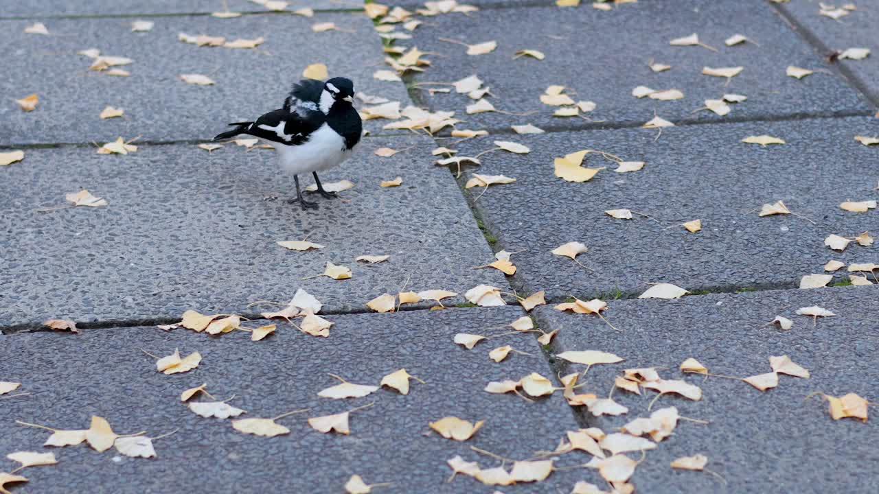 잎으로 인 보행로 에서 상호 작용 하는 두 마피 라크