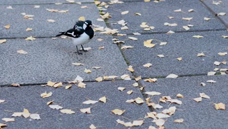 two magpie larks interacting on a leaf-covered pavement