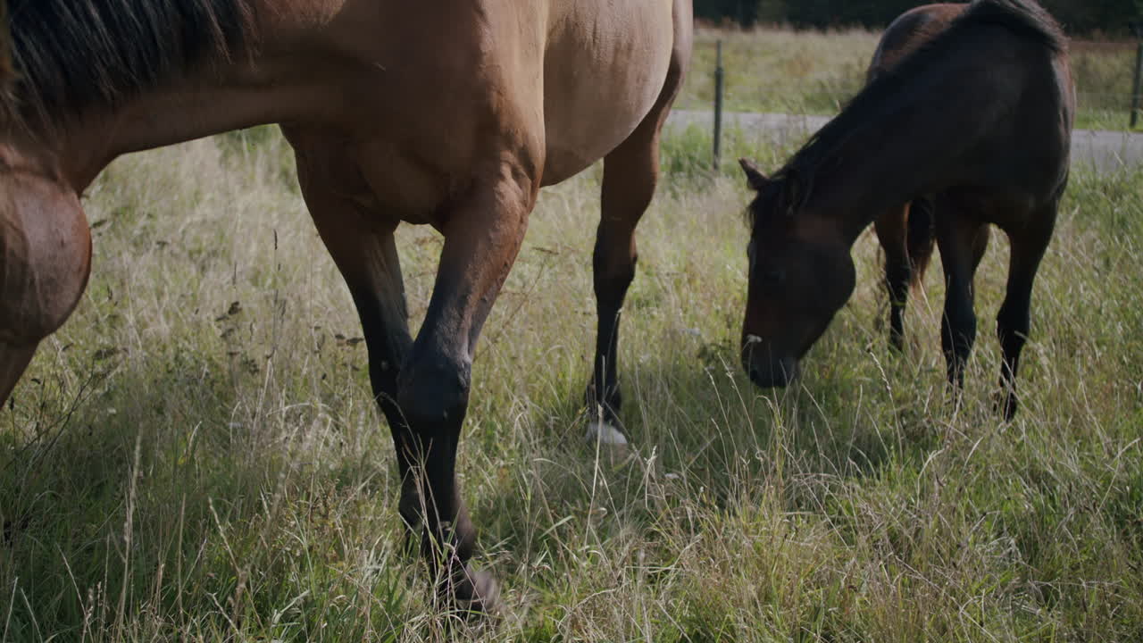 un disparo medio de caballos marrones en un corral, pastando el césped, caminando alrededor abrazándose y besándose