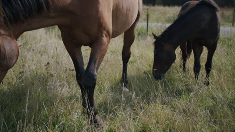 A-medium-shot-of-brown-horses-in-a-paddock,-grazing-the-grass,-walking-around-hugging-and-kissing-each-other