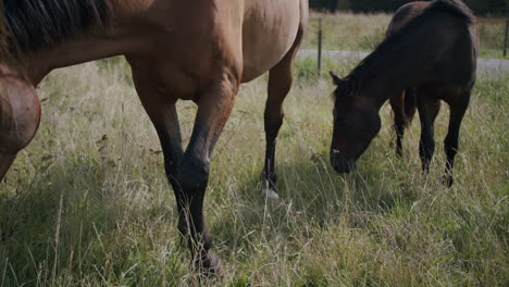 a medium shot of brown horses in a paddock, grazing the grass, walking around hugging and kissing each other