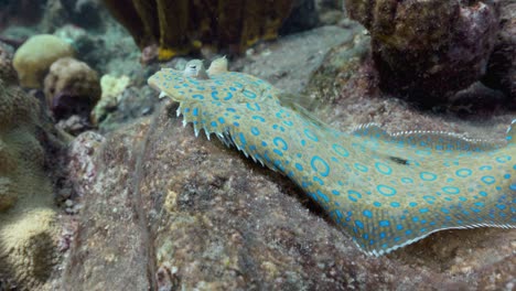 Platija-De-Pavo-Real-Camuflada-En-El-Arrecife-En-Una-Inmersión-En-El-Caribe