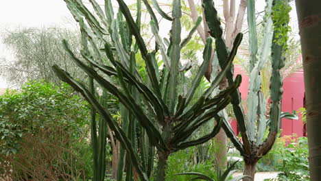 tilt up of euphorbia candelabrum in moroccan home garden