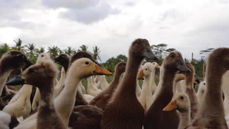 primer plano: un montón de patos en el arrozal