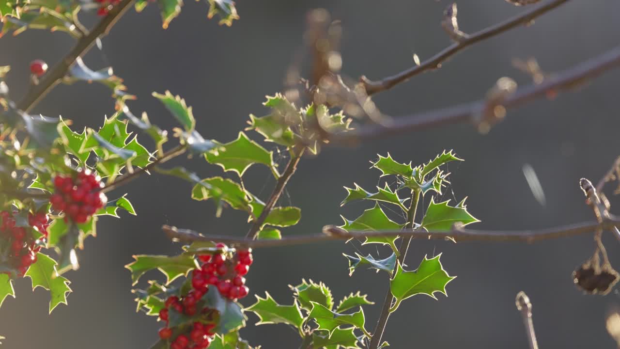 밝은 은 홀리 베리 홀리 덤불