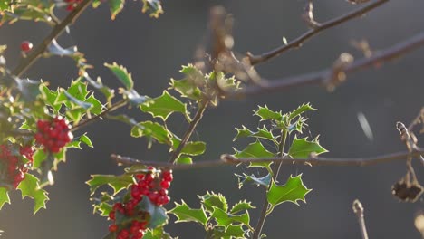 Leuchtend-Rote-Stechpalmenbeeren-Auf-Einem-Stechpalmenbusch