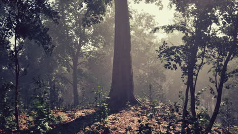 Wooded-forest-trees-backlit-by-golden-sunlight