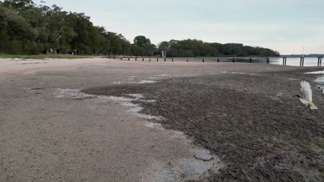 Aves-De-Pie-En-Marea-Baja-Con-Un-Embarcadero-En-Segundo-Plano.