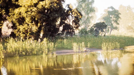 idyllic riverside view with lush foliage and reflections during golden hour