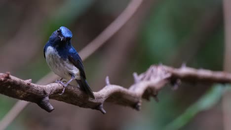 se acerca mientras este pájaro mira a su alrededor mientras se encuentra en una vid, hainan blue flycatcher cyornis hainanus, tailandia