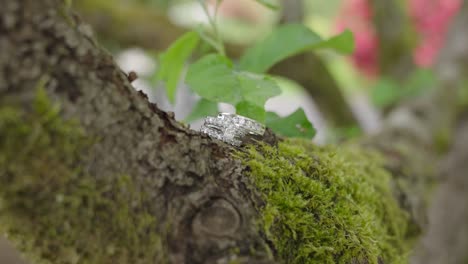 beautiful wedding rings on moss and bark