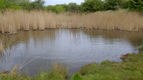 mid shot of a lake pond at theddlethorpe, dunes, national nature reserve at saltfleetby