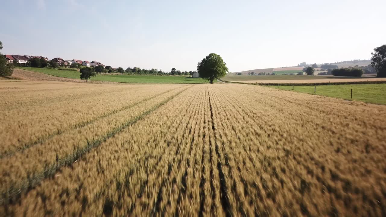 A large wheat fields captured by a drone, flying over the wheat, swiss countryside, vaud