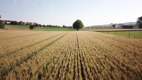 Ein-Großes-Weizenfeld,-Das-Von-Einer-Drohne-Erfasst-Wurde-Und-über-Den-Weizen-Fliegt,-Schweizer-Landschaft,-Waadt
