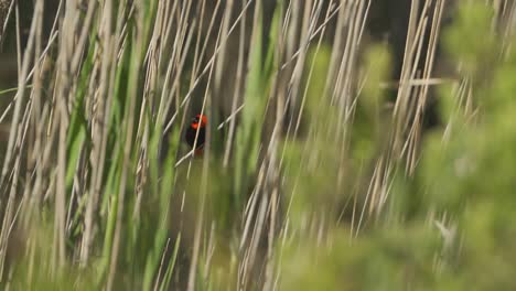 wide shot of a southern red bishop bird sitting on reeds by a river on a sunny day