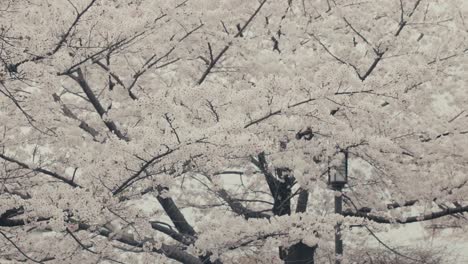 white petals flying from cherry tree blossoms during springtime in osaka, japan