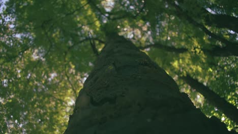 broll shot in the tree