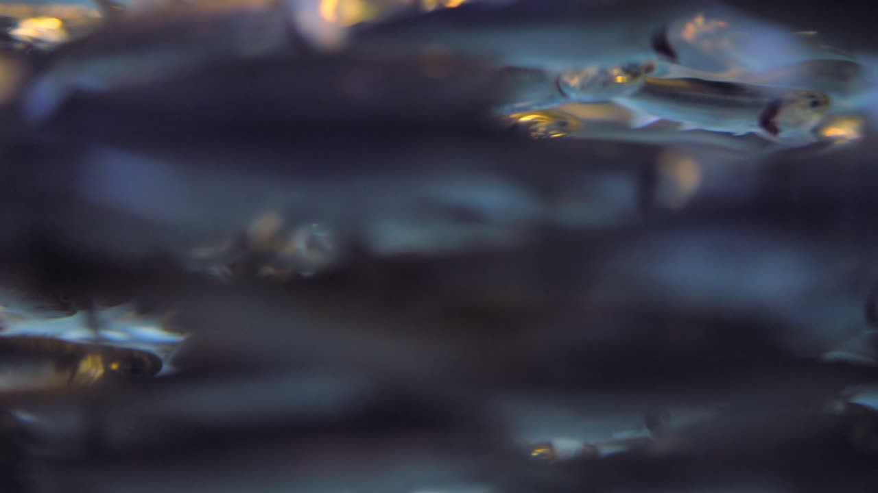 A dense school of feeder fish in the ocean