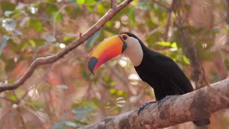 Schöner-Tukan-In-Pantanal-Dürre-Nach-Waldbränden