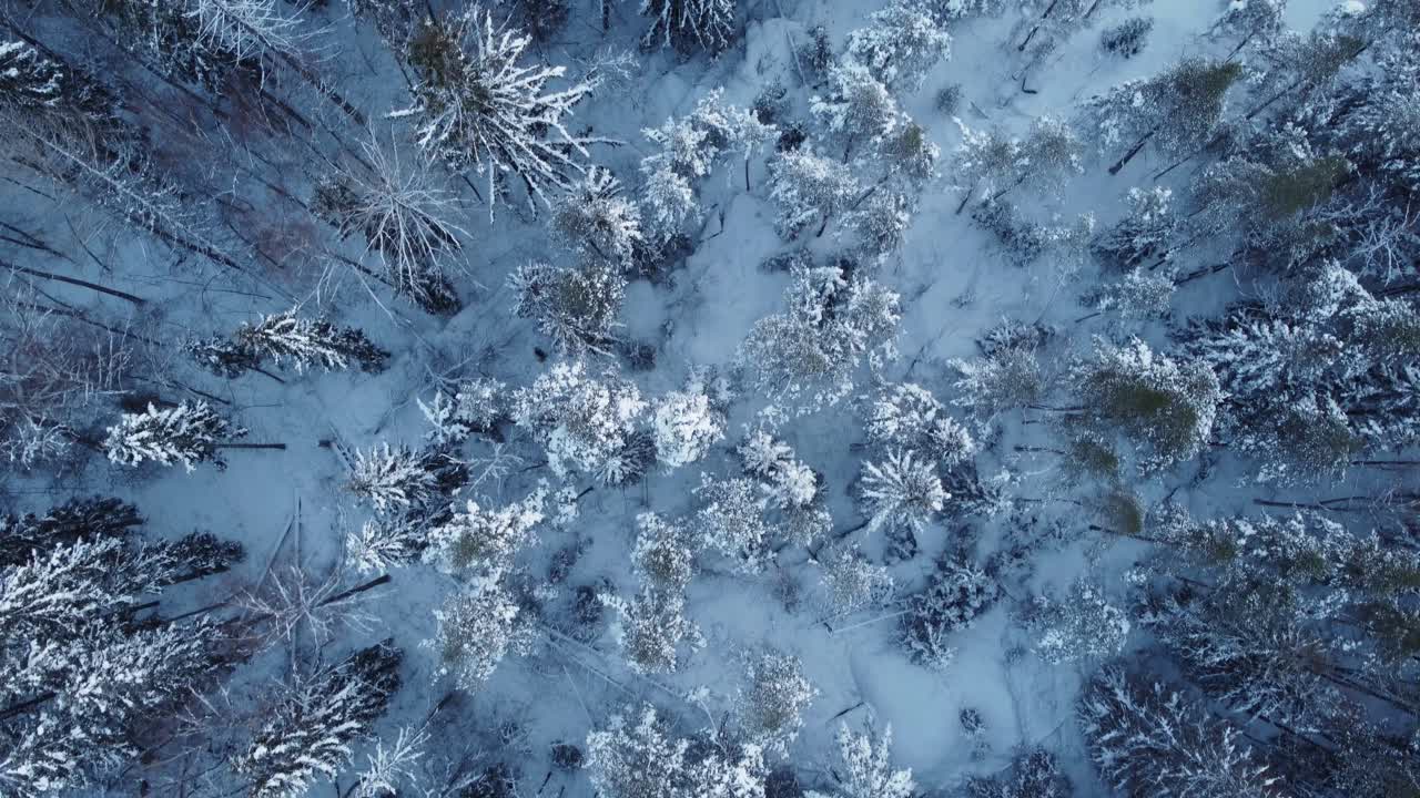 Sneklædt skov på en kold vinterdag