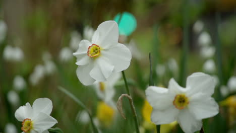 Narzissenblüten